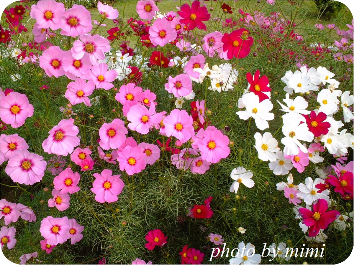 mimicafe5's tweet photo. 今日のお花は、コスモス（秋桜）です♪
キク科コスモス属、メキシコ原産

日照時間が短くなることで花芽を形成する短日植物です

花言葉は、乙女の純真・調和・謙虚

誕生花は、9/27　10/6　10/9　10/14　10/31 https://t.co/NkEqnGBeZe