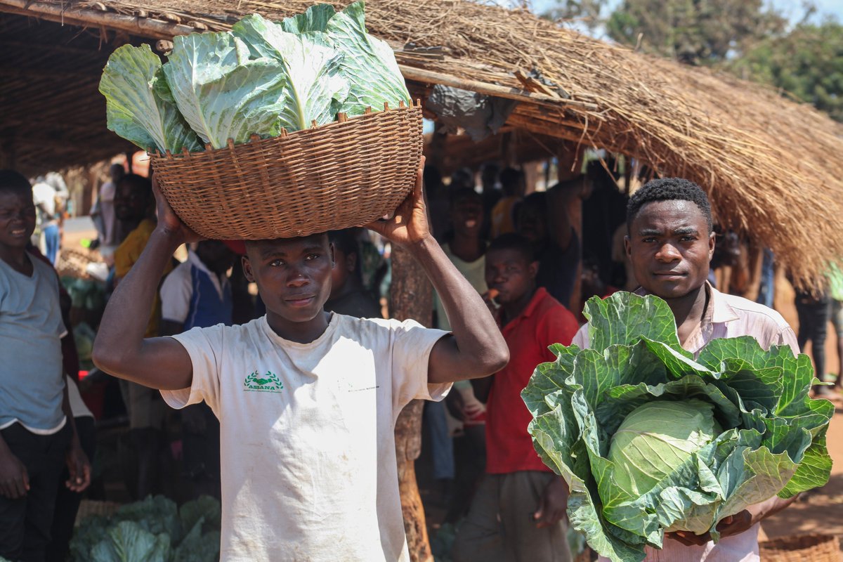 actionaidmoz's tweet photo. Daniel trocou o cultivo de banana pelo de repolho e transformou o seu negócio. 

Hoje gera rendimento, emprega outra pessoa e sonha construir uma casa. 

"Trabalhar é o melhor caminho".

#actionaid @theGCERF https://t.co/4XCDwGMWVF