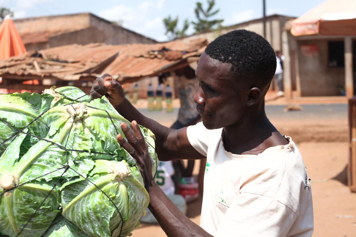 actionaidmoz's tweet photo. Daniel trocou o cultivo de banana pelo de repolho e transformou o seu negócio. 

Hoje gera rendimento, emprega outra pessoa e sonha construir uma casa. 

"Trabalhar é o melhor caminho".

#actionaid @theGCERF https://t.co/4XCDwGMWVF