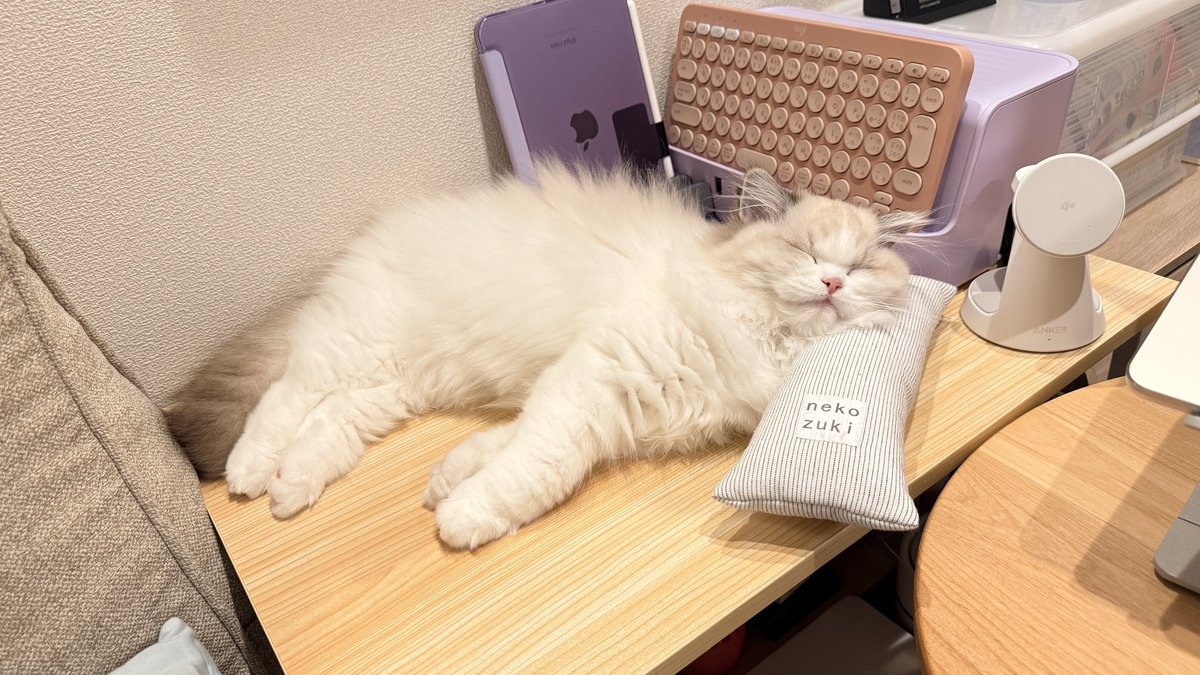 yukimi_22753's tweet photo. 枕ッ https://t.co/qXSSYrTQts