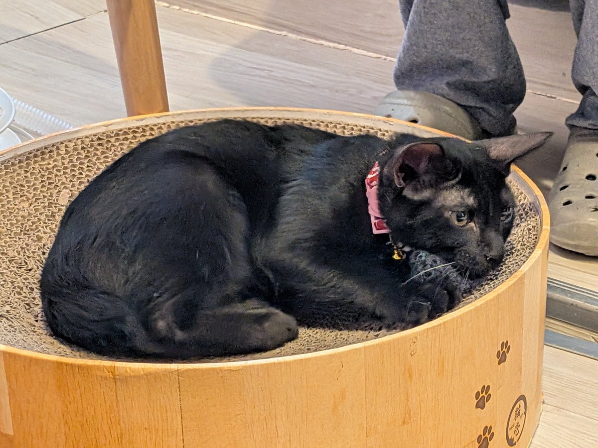 dragonshadowabc's tweet photo. 保護猫カフェ行った。可愛かった。良かった。 https://t.co/N6tIgZxitP