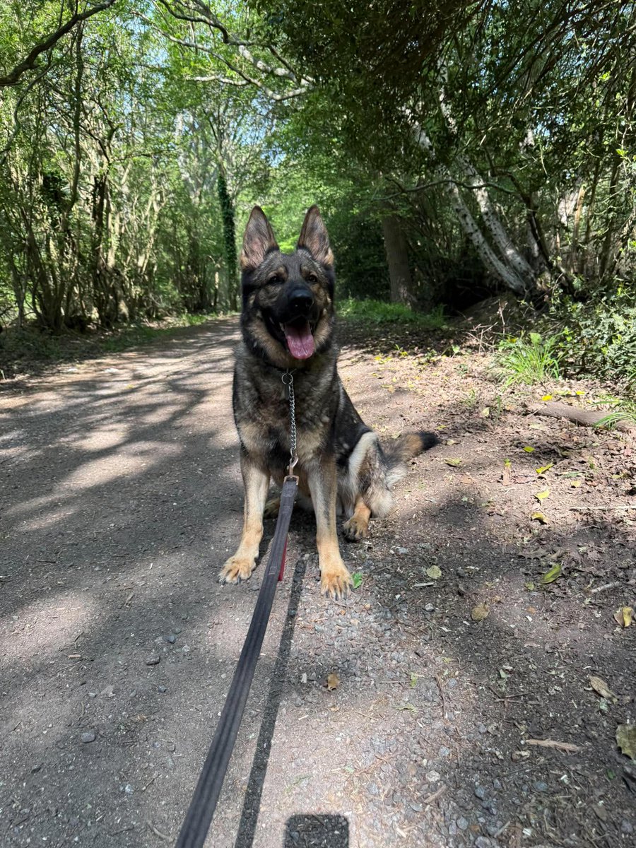 gsrescueelite's tweet photo. Buddy is 4yrs old and he has a cheeky and playful character. Buddy can live with older kids but he will need firm boundaries in the home as he does like to entertain 
#dogs #germanshepherd #Essex 

 - https://t.co/W6KcAntMAT https://t.co/D70zDc6ZNA