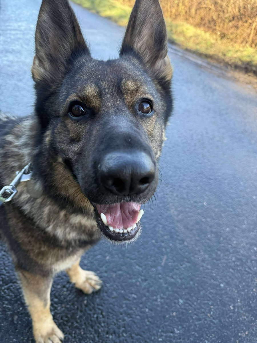 gsrescueelite's tweet photo. Buddy is 4yrs old and he has a cheeky and playful character. Buddy can live with older kids but he will need firm boundaries in the home as he does like to entertain 
#dogs #germanshepherd #Essex 

 - https://t.co/W6KcAntMAT https://t.co/D70zDc6ZNA
