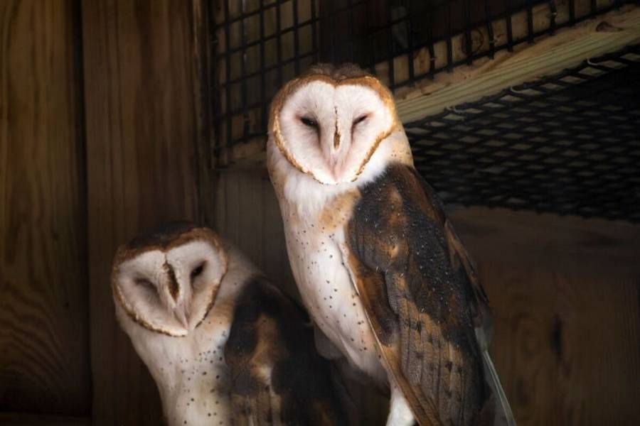 FreshWaterCLE's tweet photo. 🦉 Hoots, howls, and Halloween deals! 🎃

Celebrate Ohio’s native wildlife at @GoCMH’s Family Day: Owls & Howls on Sunday, Oct. 25, where kids in costume ages 12 and under get free admission! Enjoy wildlife-inspired crafts, animal talks, and trick-or-treating.  Plus, Discover new, affordable membership options that make a year of science and discovery easier to enjoy.
 https://t.co/g2A2e6k5ve