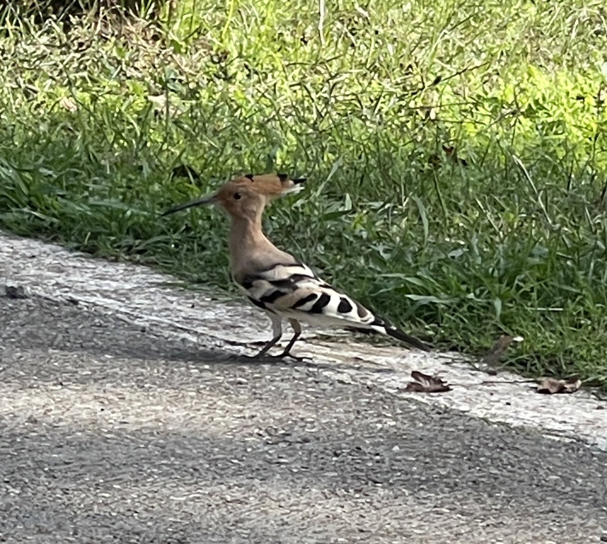 MaiteBaratech's tweet photo. Aquest matí, al Parc Central de Sant Cugat #puput #abubilla https://t.co/jkBBEBKU9P