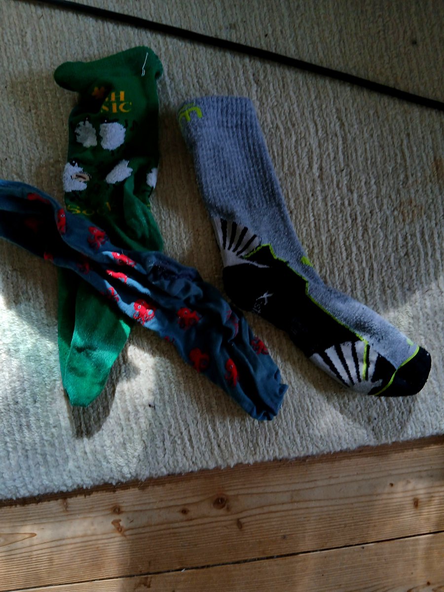 EduardHabsburg's tweet photo. There is a special breed of 🫈 trolls who are happy to eat one, not two but ONE sock of each pair between washing and drying. 
They live in houses of large families.
The moment however, after months of waiting for the second sock to return, you finally throw away the single sock, they are able to regurgitate the missing one.
Field studies seem to suggest that they work together with St. Anthony, but the exact mechanisms are not explored.