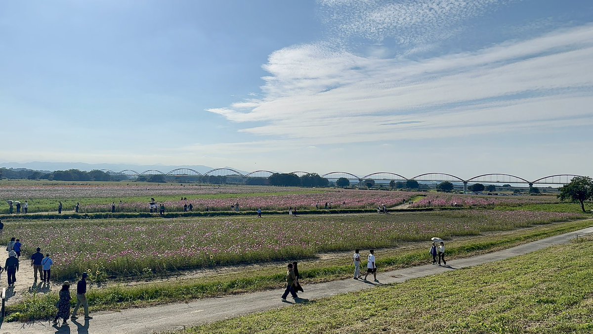 Gorosan603's tweet photo. 今日もお疲れ様です🌉
世界の皆さん、こんにちは&こんばんは🌆
今日は埼玉県鴻巣市にある「コスモスアリーナ吹上」に行ってきました🌸✨
公式情報によると、なんと1,000万本ものコスモスが咲き誇るスポット!
実際に訪れてみると、本当に辺り一面がピンクと白のコスモス畑で圧巻の景色でした感動です…!🥹💕
まだ蕾のエリアもあったので、10月24日・25日に開催される「コスモスフェスティバル」の頃にはもっと満開の絶景が楽しめそうです!
今日撮影してきた写真をシェアしますね📸
気になる方はぜひ足を運んで、この感動を体感してみてください!✨
📍 スポット情報 / Spot Info
・場所:コスモスアリーナ吹上(埼玉県鴻巣市) / Cosmos Arena Fukiage (Kounosu City, Saitama, Japan)
・見ごろ:10月下旬(10/24-25 コスモスフェスティバル開催)
埼玉県 鴻巣市 コスモスアリーナ吹上 その1
#コスモス #コスモス畑 #コスモスアリーナ吹上 #埼玉県 #鴻巣市 #吹上 #秋のお花畑 #絶景スポット #花のある暮らし #写真で伝えたい私の世界 #秋の風景 #コスモスフェスティバル
#Cosmos #CosmosField #Saitama #JapanTravel #VisitJapan #FlowerField #AutumnVibes #JapanFlowers #NaturePhotography #Kounosu