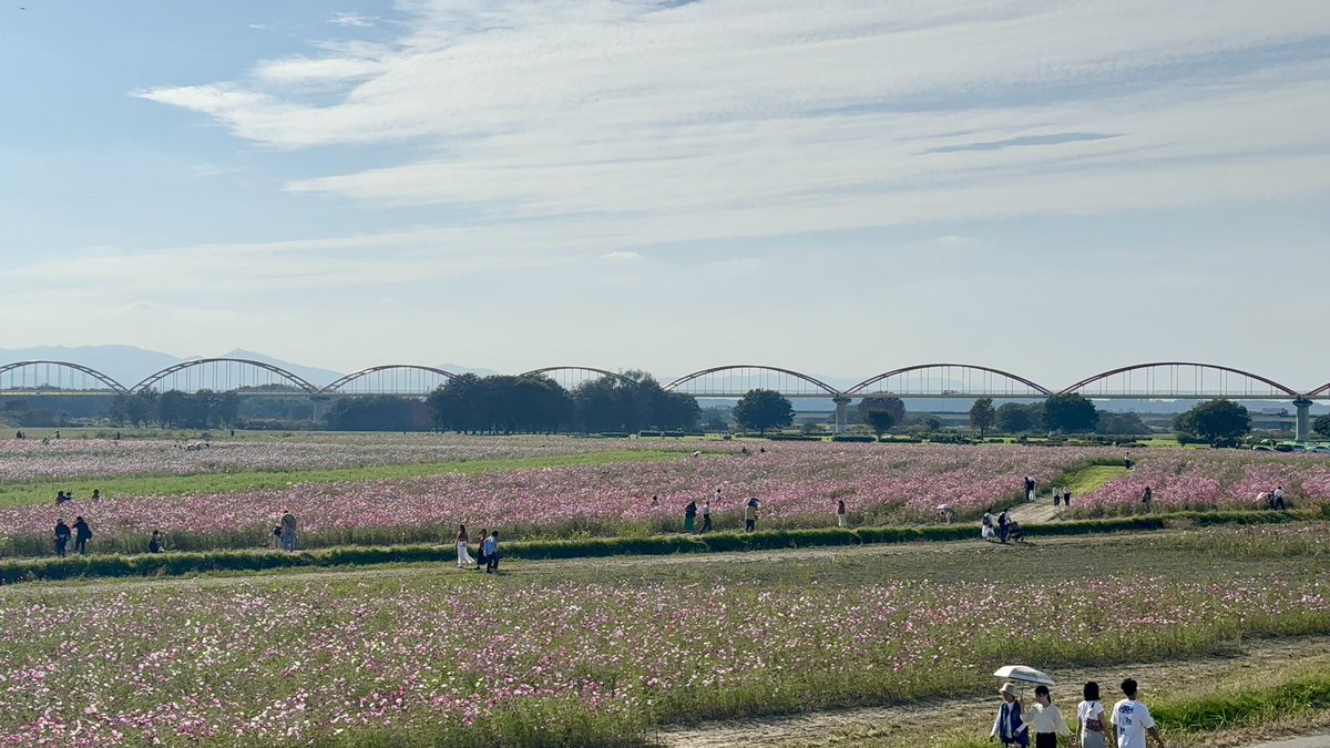 Gorosan603's tweet photo. 今日もお疲れ様です🌉
世界の皆さん、こんにちは&こんばんは🌆
今日は埼玉県鴻巣市にある「コスモスアリーナ吹上」に行ってきました🌸✨
公式情報によると、なんと1,000万本ものコスモスが咲き誇るスポット!
実際に訪れてみると、本当に辺り一面がピンクと白のコスモス畑で圧巻の景色でした感動です…!🥹💕
まだ蕾のエリアもあったので、10月24日・25日に開催される「コスモスフェスティバル」の頃にはもっと満開の絶景が楽しめそうです!
今日撮影してきた写真をシェアしますね📸
気になる方はぜひ足を運んで、この感動を体感してみてください!✨
📍 スポット情報 / Spot Info
・場所:コスモスアリーナ吹上(埼玉県鴻巣市) / Cosmos Arena Fukiage (Kounosu City, Saitama, Japan)
・見ごろ:10月下旬(10/24-25 コスモスフェスティバル開催)
埼玉県 鴻巣市 コスモスアリーナ吹上 その1
#コスモス #コスモス畑 #コスモスアリーナ吹上 #埼玉県 #鴻巣市 #吹上 #秋のお花畑 #絶景スポット #花のある暮らし #写真で伝えたい私の世界 #秋の風景 #コスモスフェスティバル
#Cosmos #CosmosField #Saitama #JapanTravel #VisitJapan #FlowerField #AutumnVibes #JapanFlowers #NaturePhotography #Kounosu
