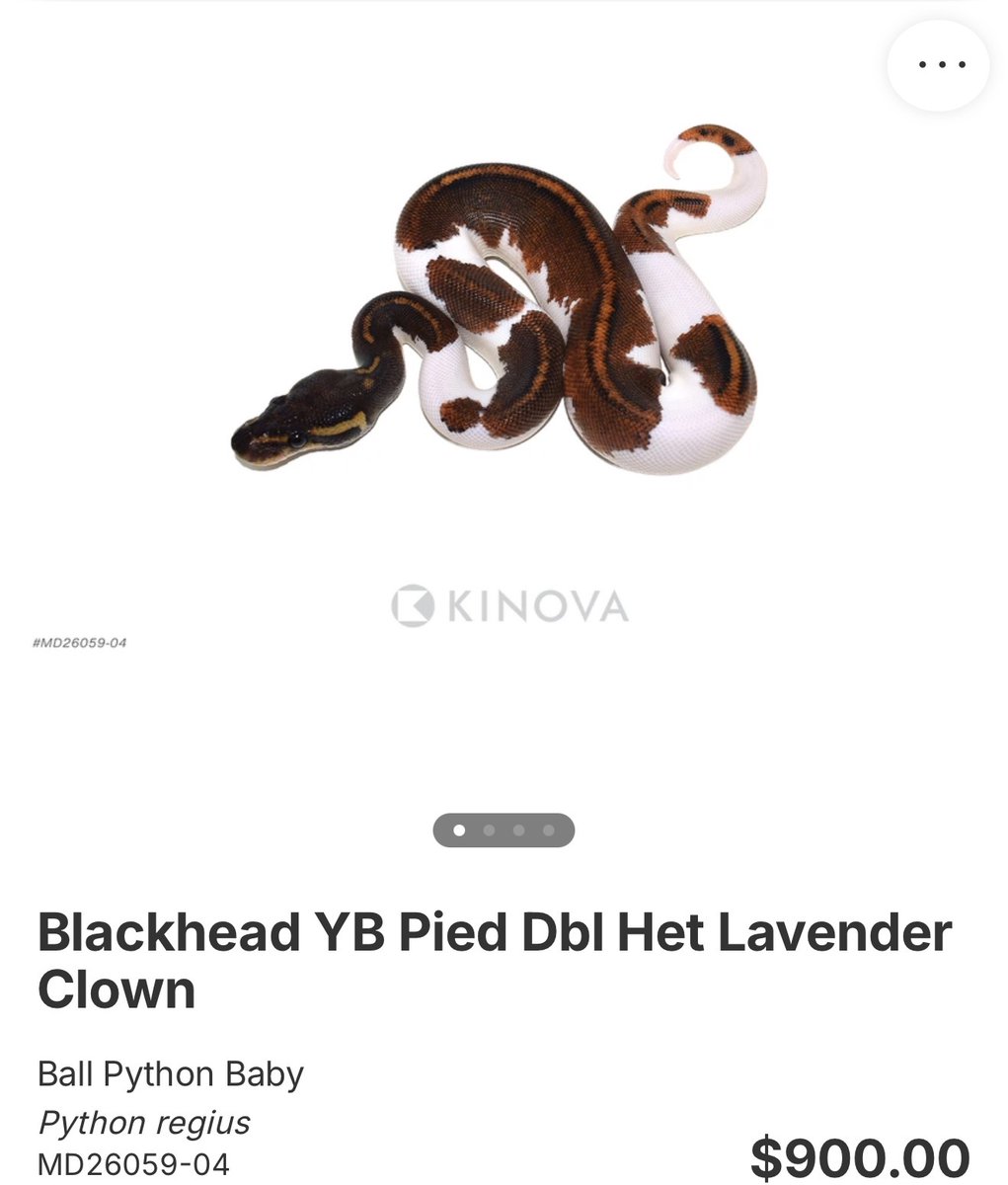 06importservice's tweet photo. 【KINOVA】

0.1 Blackhead YB Pied Dbl Het Lavender Clown

¥163,069円

個体セレクトのご相談も可能です。
お問い合わせは、公式LINEより承っております。

#KINOVA
#ボールパイソン代行輸入便
#ボールパイソン
#Ballpython
#06shockwave https://t.co/cVirwdBbEZ