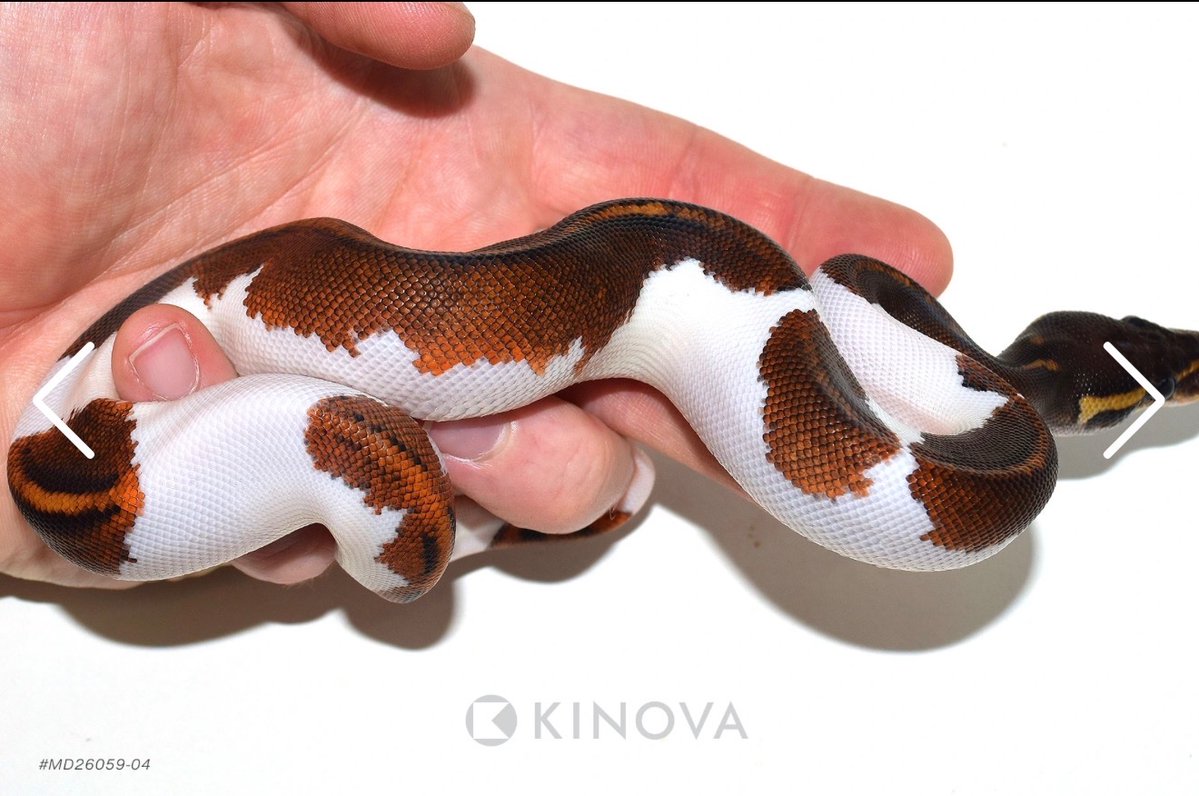 06importservice's tweet photo. 【KINOVA】

0.1 Blackhead YB Pied Dbl Het Lavender Clown

¥163,069円

個体セレクトのご相談も可能です。
お問い合わせは、公式LINEより承っております。

#KINOVA
#ボールパイソン代行輸入便
#ボールパイソン
#Ballpython
#06shockwave https://t.co/cVirwdBbEZ