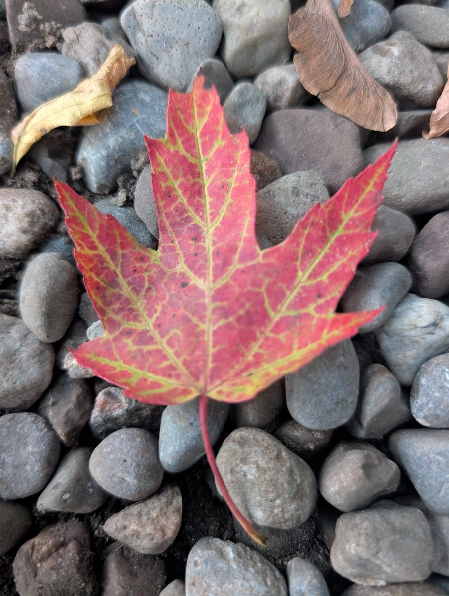 schultzmt8's tweet photo. Colors of autumn...love this season! https://t.co/cH7nSm2aL7