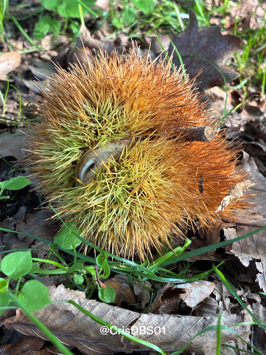 CrisDBS01's tweet photo. The colors of autumn in a shell. 🍂
#autumn #fall #fallvibes #nature #naturephotography #picoftheday #outdoors #woods #forest #chestnuts #naturelovers https://t.co/U1Fz0fhysR
