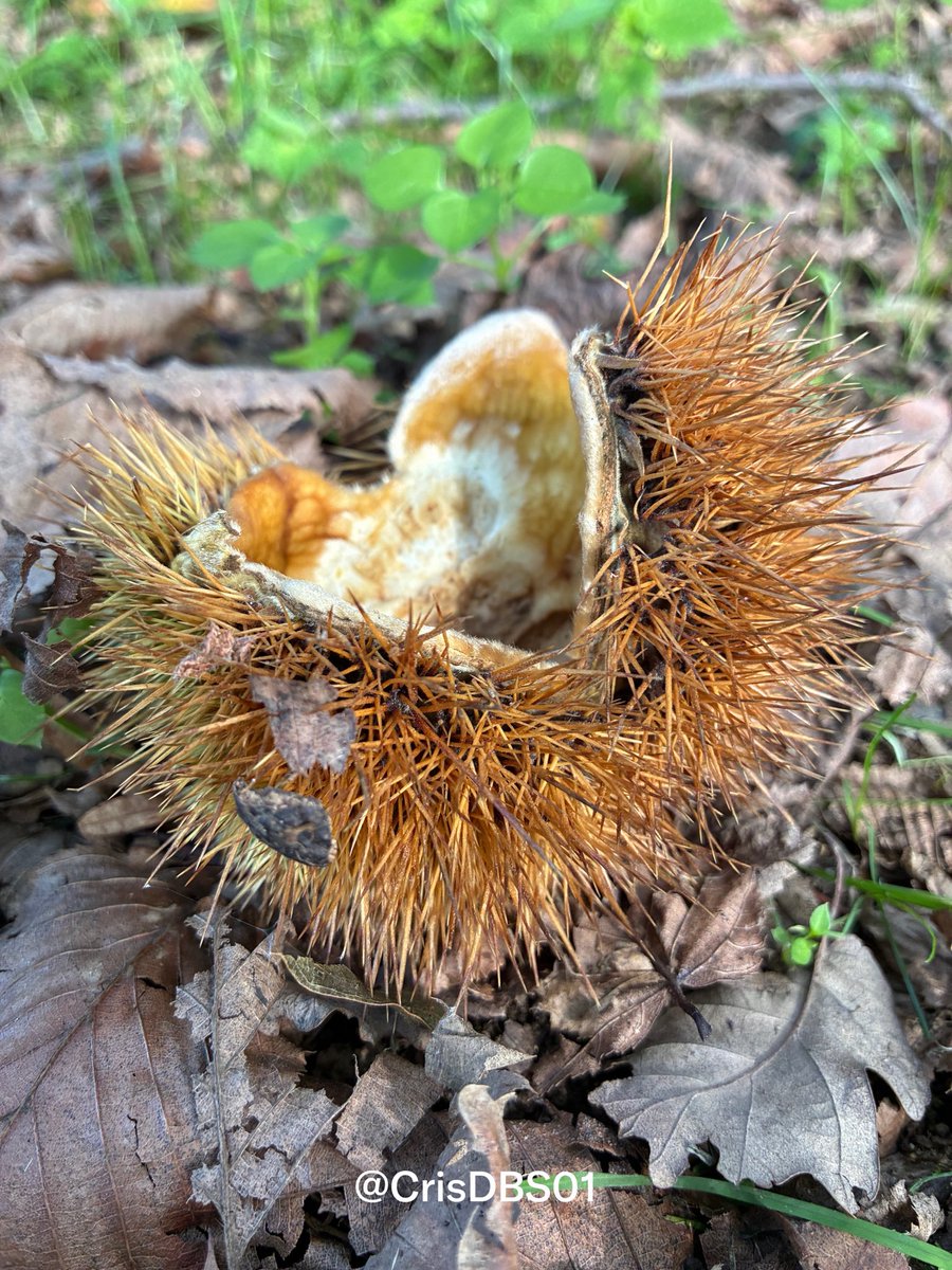 CrisDBS01's tweet photo. The colors of autumn in a shell. 🍂
#autumn #fall #fallvibes #nature #naturephotography #picoftheday #outdoors #woods #forest #chestnuts #naturelovers https://t.co/U1Fz0fhysR