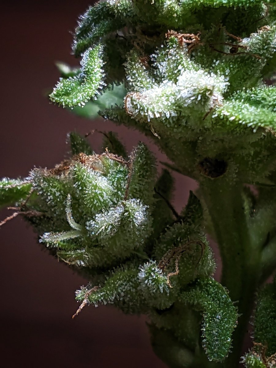Flowery420's tweet photo. Super Lemon Haze 🍋‍🟩 🍋
Seis Pés Seeds 🇧🇷 🏝️ https://t.co/sr1HeWsITH

Façam podas em seus buds.

#CannabisCommunity 
#cannabisculture
#grow
#growyourown
#prenseed
#maconha
#weed https://t.co/MypPt1DpXs
