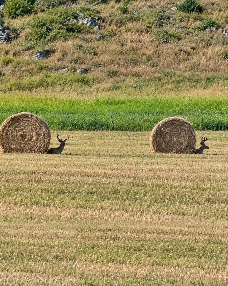 militaryhistori's tweet photo. The autumn sees deer snails beginning their slow trek in search of winter hibernation quarters https://t.co/77r0wYQAMf