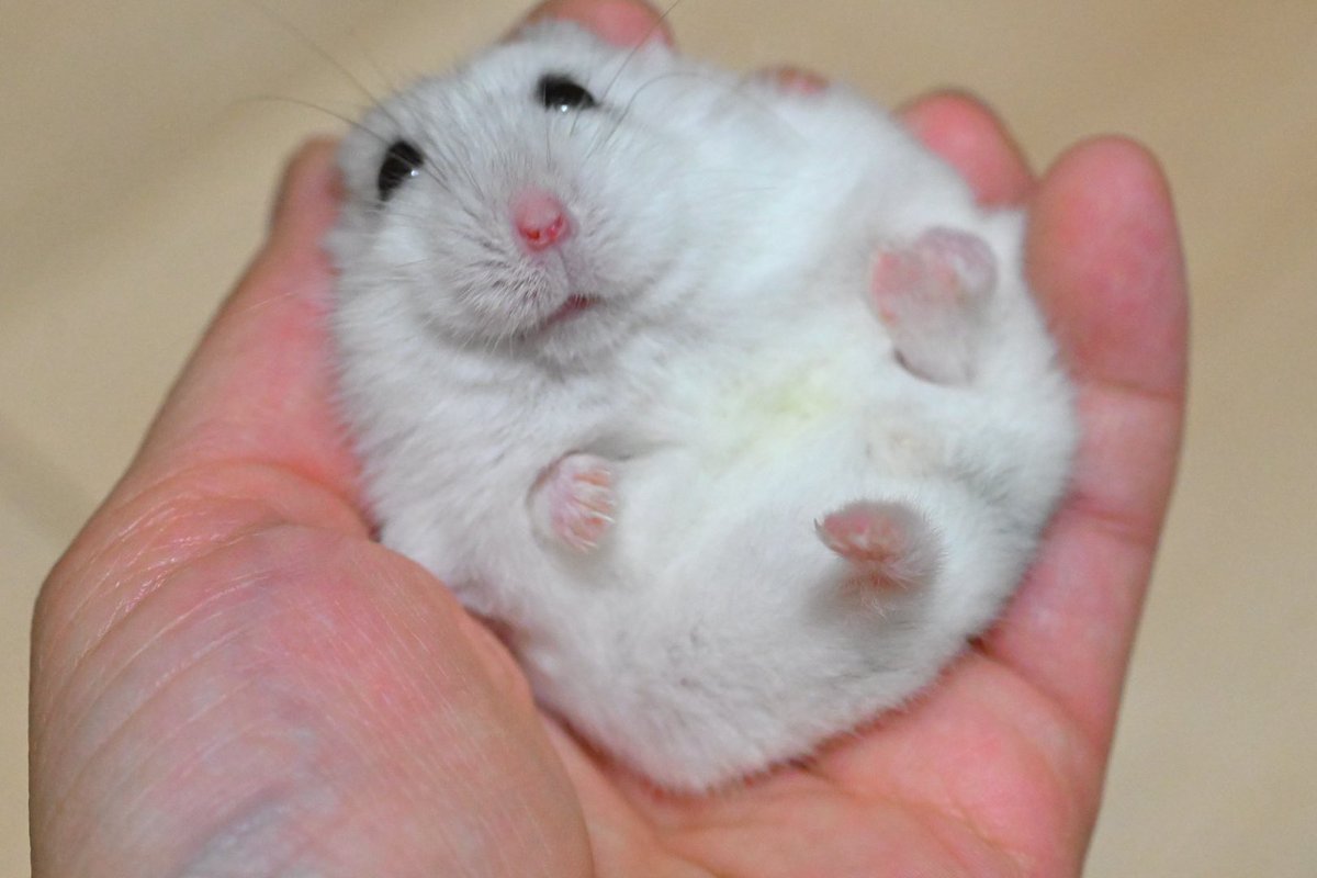 hamuhamu202205's tweet photo. たまごちゃん🥚

🐹なのちゃん（#ジャンガリアンハムスター） https://t.co/TkxB9AUJJC