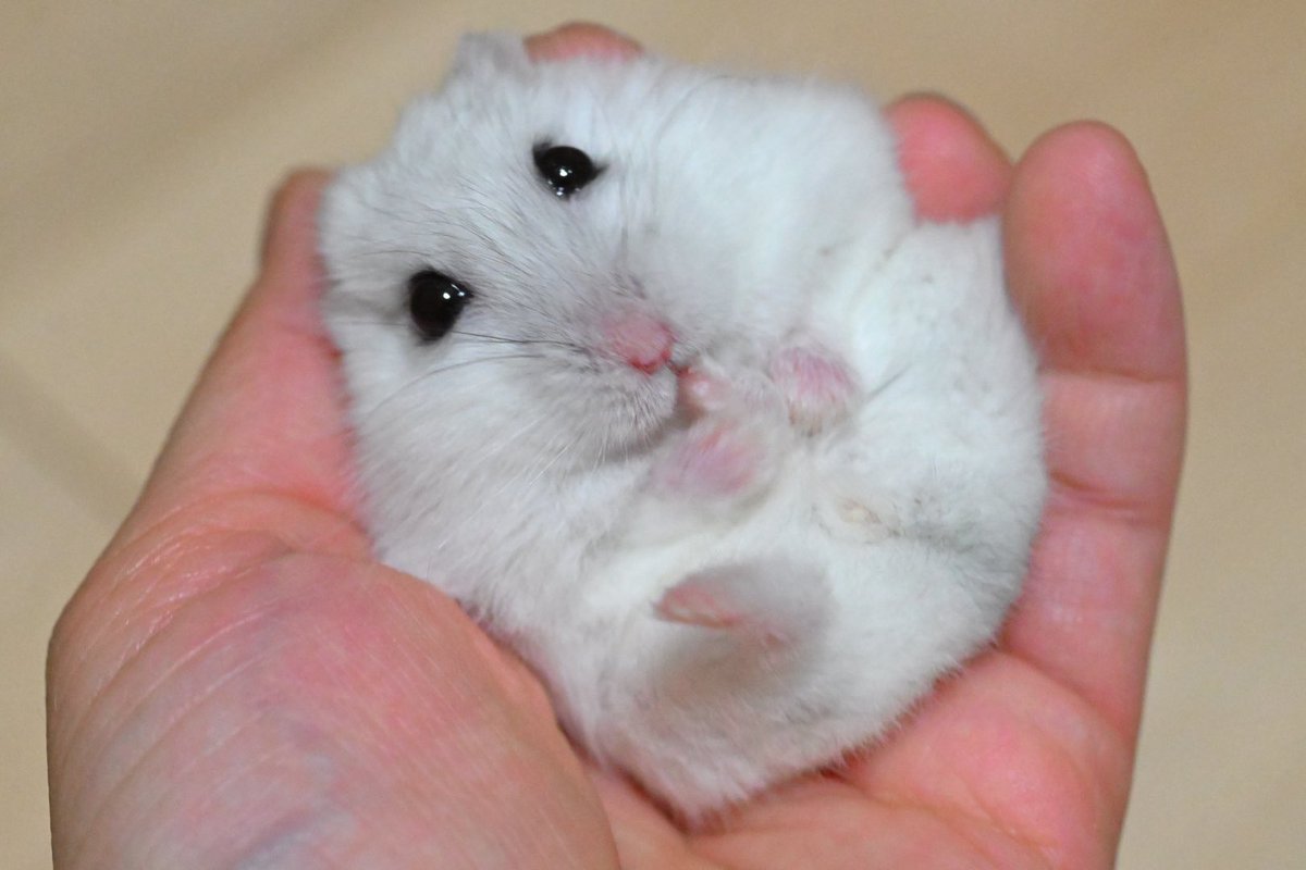 hamuhamu202205's tweet photo. たまごちゃん🥚

🐹なのちゃん（#ジャンガリアンハムスター） https://t.co/TkxB9AUJJC