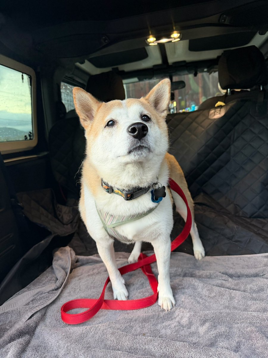QueenKryptid's tweet photo. Surgery day for my handsome boy. 

Still accepting contributions to offset the cost and being hopeful it’s on the low end of the estimate (1k-1.5k)

And thank to you to everyone who subscribed to my 🌶️ page. I hope it’s been worth it so far because it’s really helping us 💚 https://t.co/I15FKAEhpm