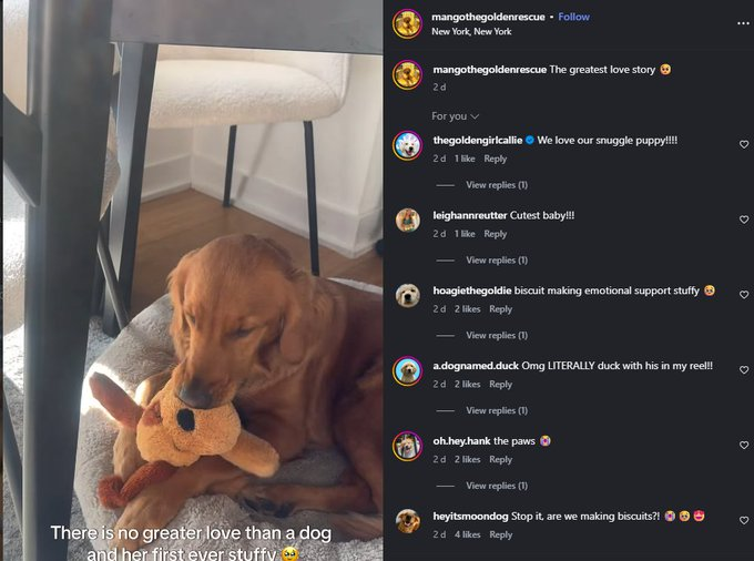 PetalSoI's tweet photo. Mango is a rescue dog who got a plush to keep her company and its getting reported on today,

She started an Instagram account and already has 13K followers!! - https://t.co/mnyZANIjvJ

News accounts are posting about mango too - https://t.co/M2AnHroSRJ…
https://t.co/WjvZzXtC6r https://t.co/8i2CUZC2B8