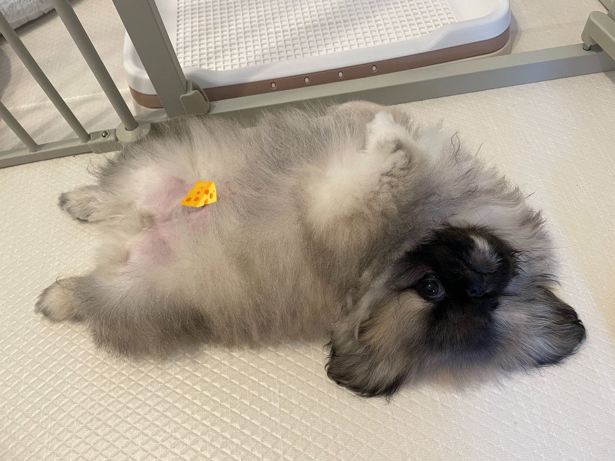 hogarakainu's tweet photo. くにゃり犬

#ペキニーズ https://t.co/mkb7vQsonL