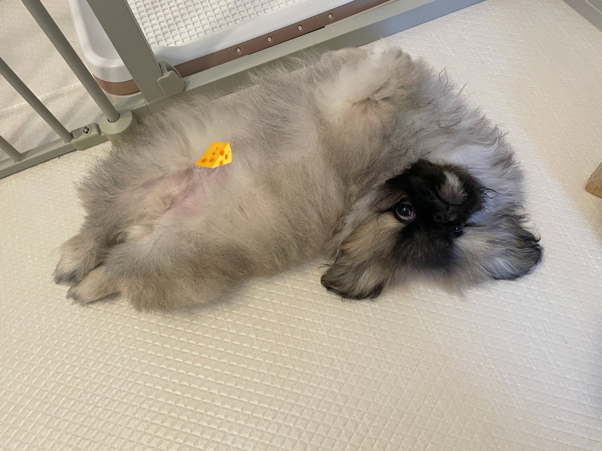 hogarakainu's tweet photo. くにゃり犬

#ペキニーズ https://t.co/mkb7vQsonL