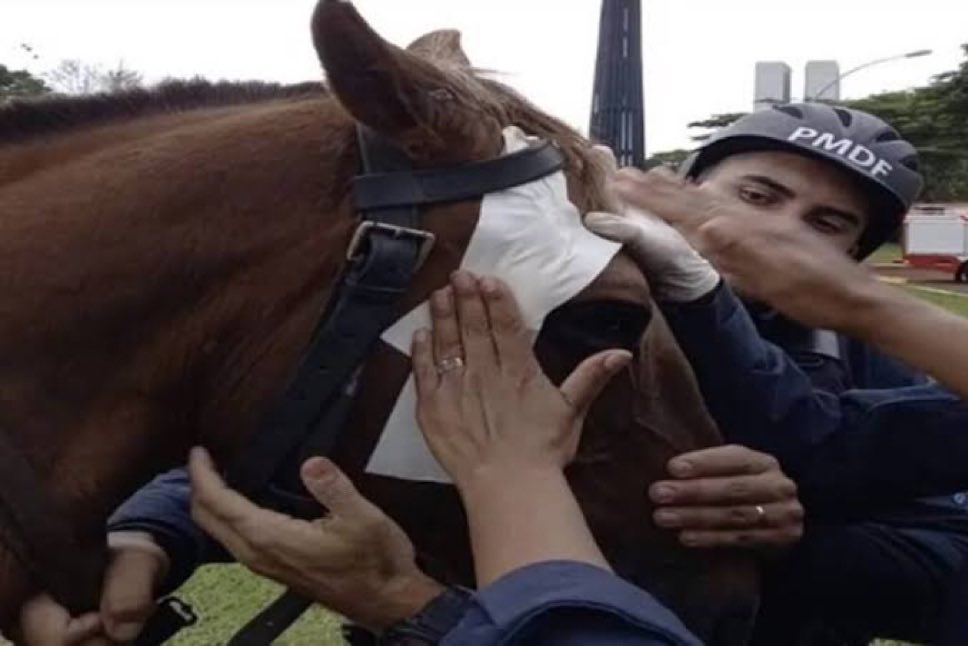 worstdelrey's tweet photo. minha filha vocês agrediram um CAVALO da polícia https://t.co/bayDrg2opU