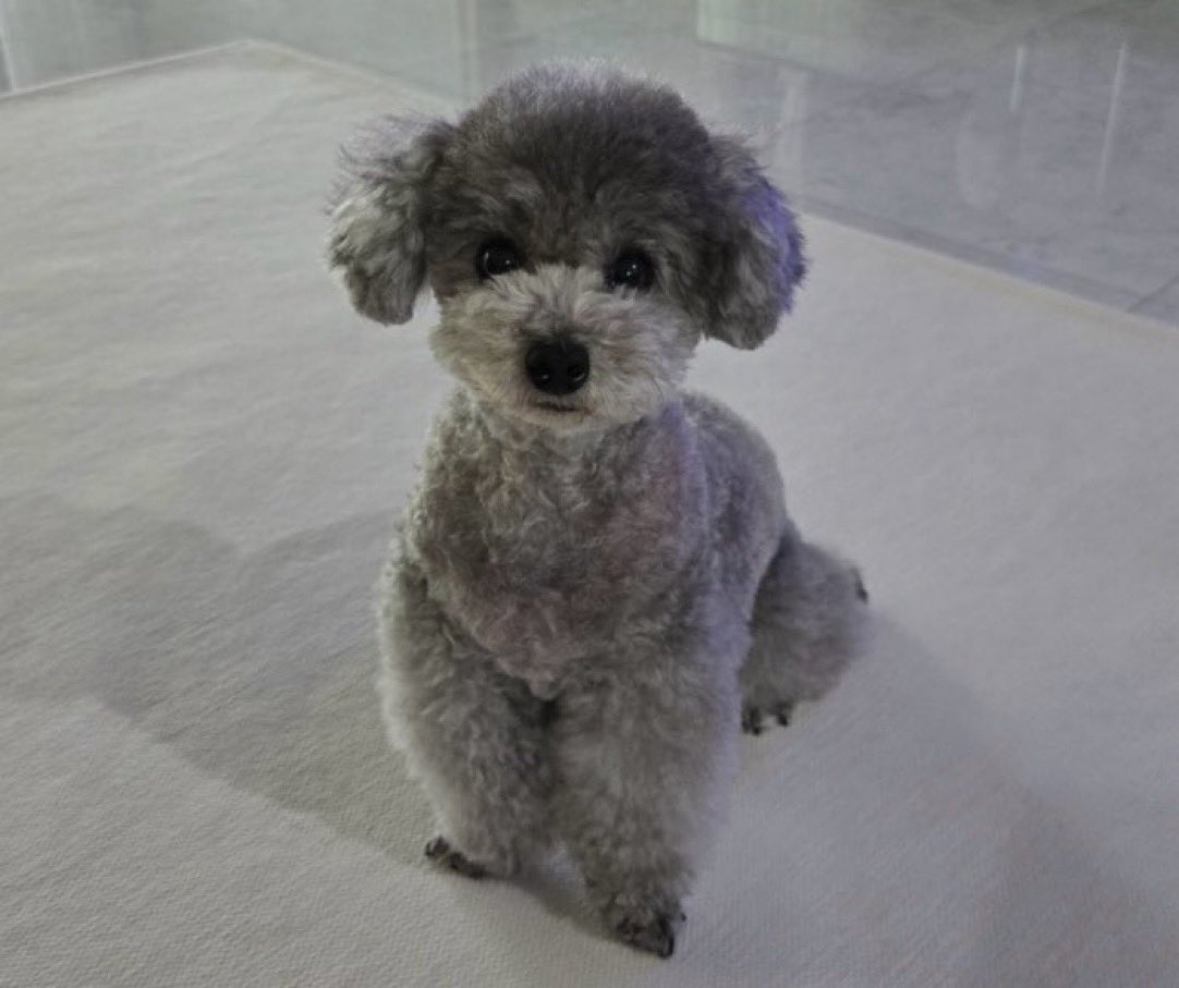 taengirenes tweet picture