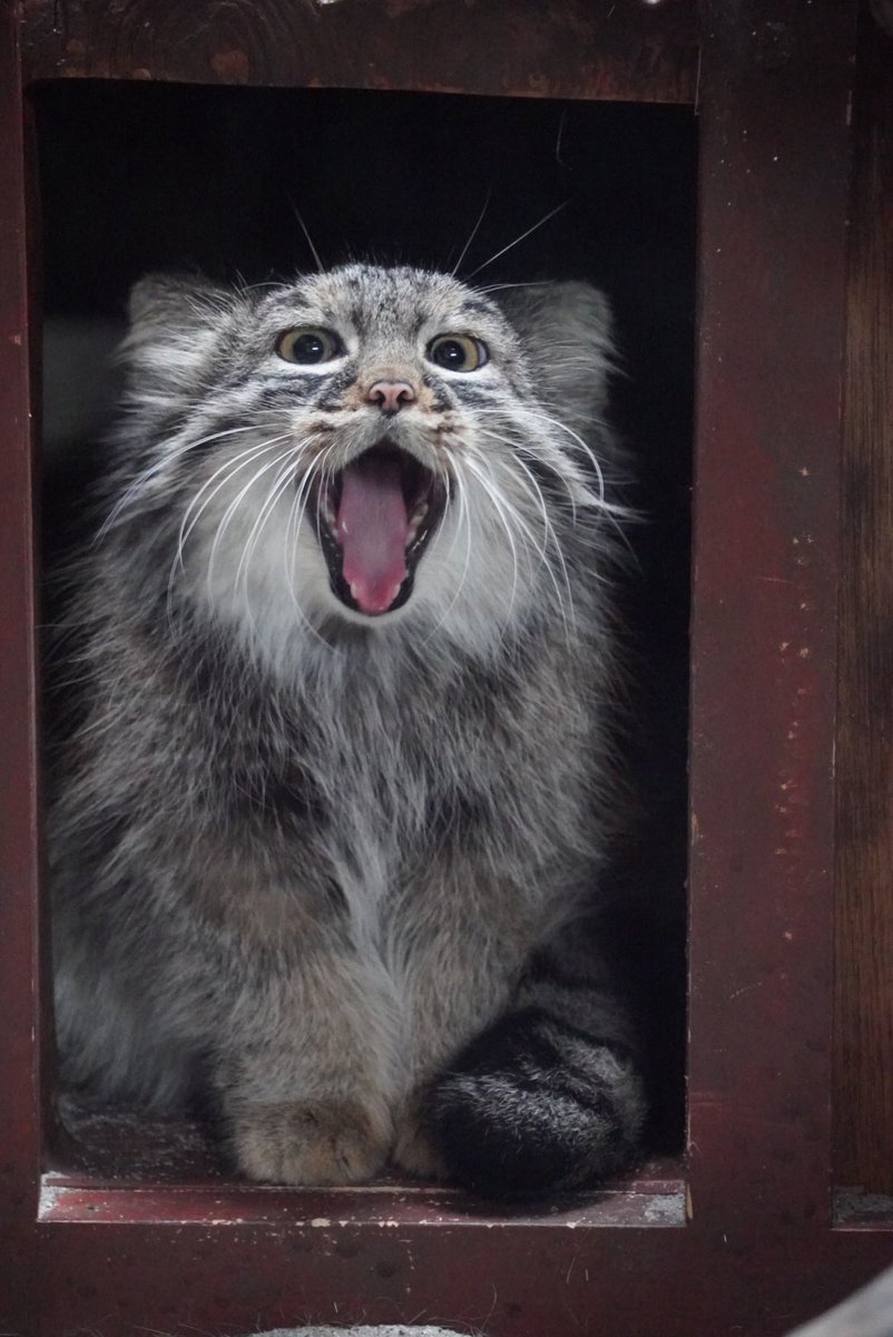Will140505's tweet photo. 2026.10.12🎌 ☀️🌃 17:25 #サフラン 
ぷはぁ〜
#マヌルネコ #pallascat #上野動物園 https://t.co/CKkXUjFJJa