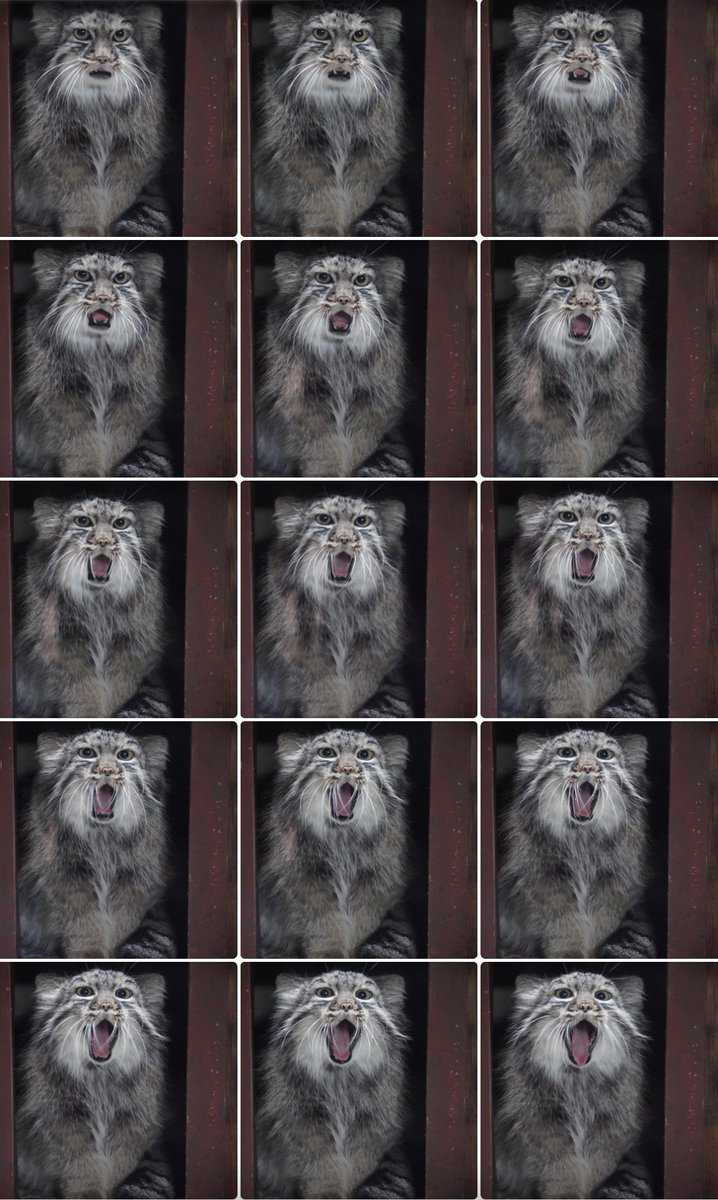 Will140505's tweet photo. 2026.10.12🎌 ☀️🌃 17:25 #サフラン 
ぷはぁ〜
#マヌルネコ #pallascat #上野動物園 https://t.co/CKkXUjFJJa
