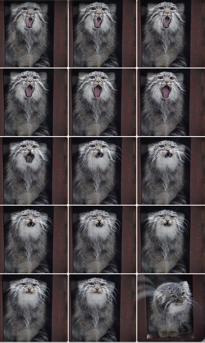 Will140505's tweet photo. 2026.10.12🎌 ☀️🌃 17:25 #サフラン 
ぷはぁ〜
#マヌルネコ #pallascat #上野動物園 https://t.co/CKkXUjFJJa