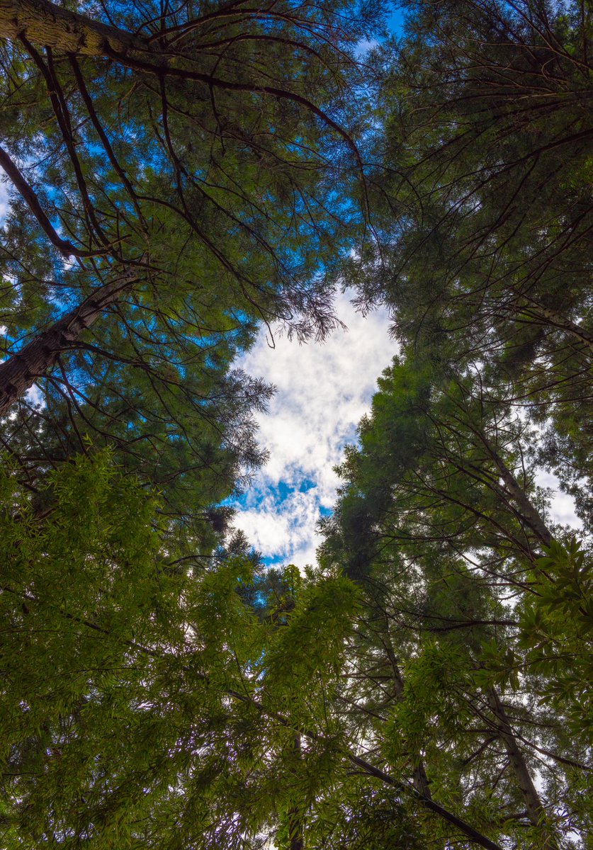 YSQ343's tweet photo. 木と青空 https://t.co/9XP5Hcpx4x