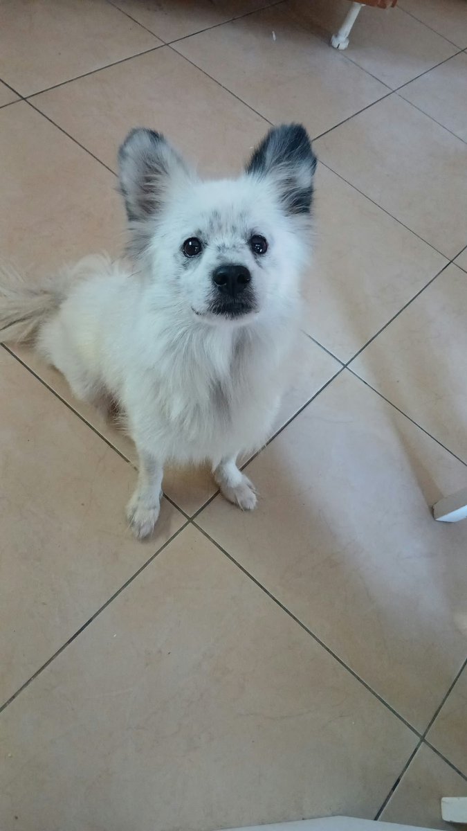 cattingwoman's tweet photo. bir istifçiden kurtarılan 9 kiloluk bir köpek. uzun tüylü poomerian kırması
istanbul içi yuva arıyorum https://t.co/t3krH3ZTNs