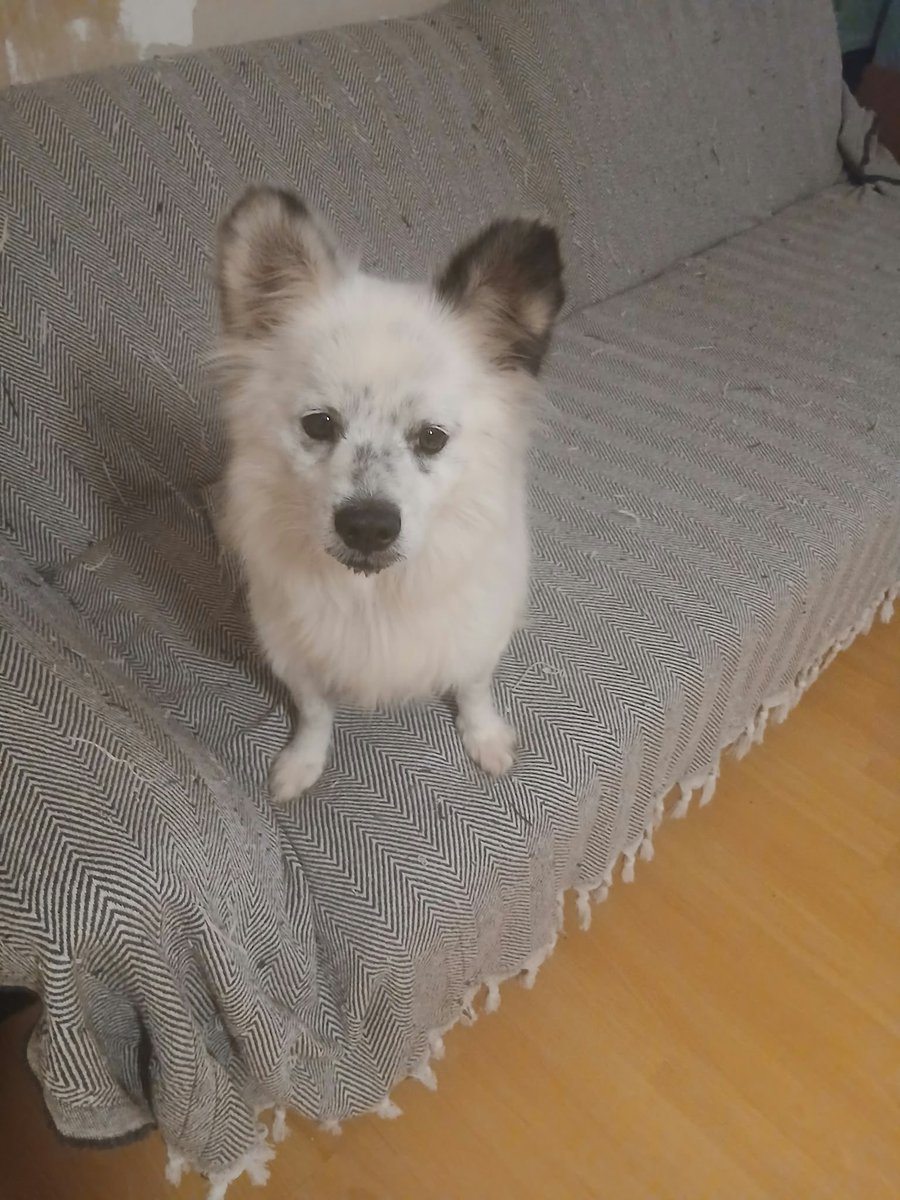 cattingwoman's tweet photo. bir istifçiden kurtarılan 9 kiloluk bir köpek. uzun tüylü poomerian kırması
istanbul içi yuva arıyorum https://t.co/t3krH3ZTNs