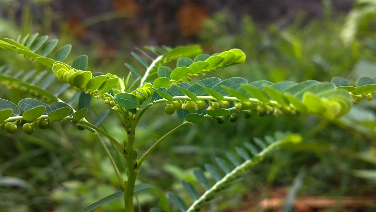 HerbalistChief's tweet photo. The stone breaker plant will do magic. 

Boil entire plant in water and drink a teacupful twice daily before meals. 

Nature heals. https://t.co/ut9ZEVysNY