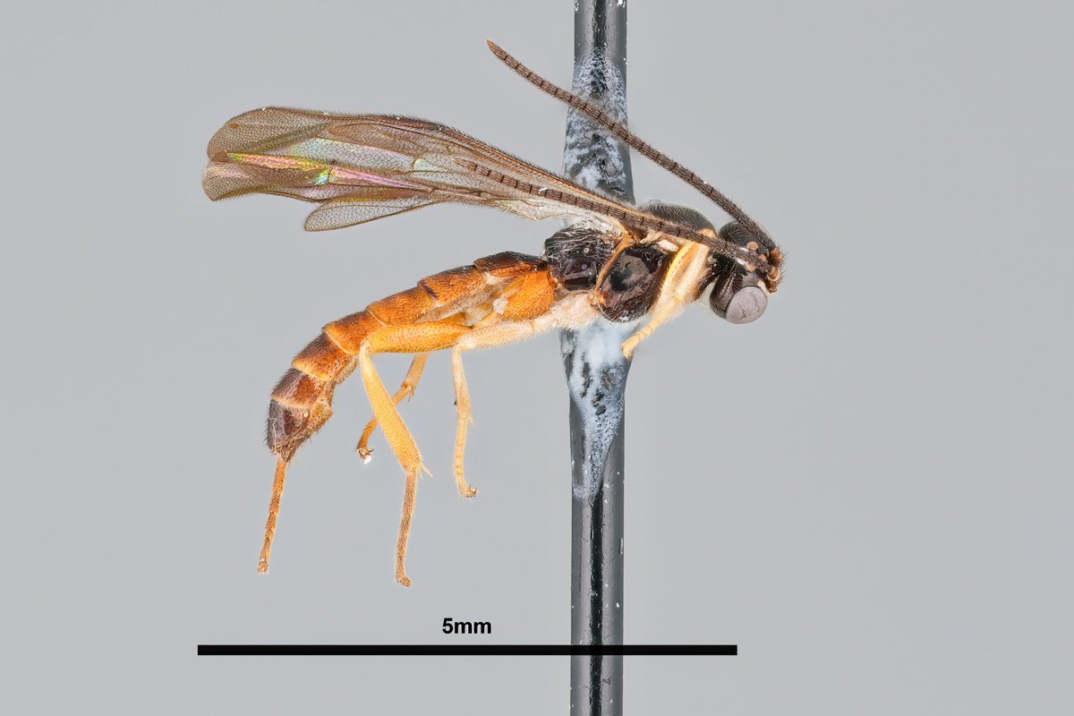BioDataJournal's tweet photo. For Africa's Acropimpla Darwin #wasps, only females were known, and only from the east. Malaise traps in Uganda and Côte d'Ivoire have now revealed the first males and the genus's first record in West Africa.

Read more: https://t.co/qQPcK8jx7E https://t.co/9VSpD60EML