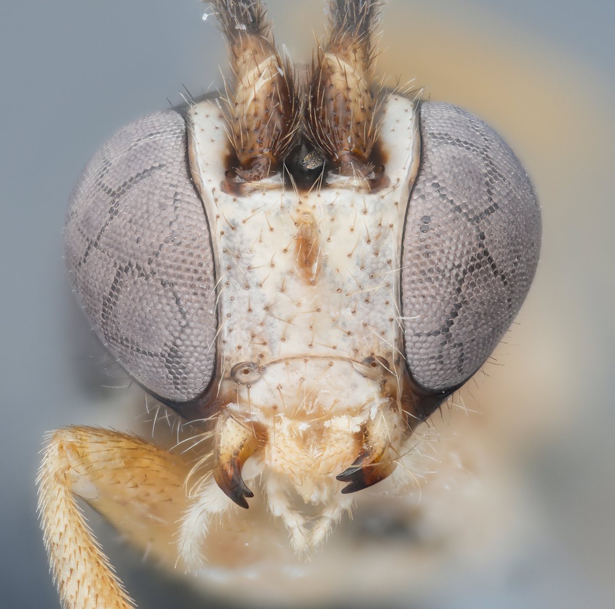 BioDataJournal's tweet photo. For Africa's Acropimpla Darwin #wasps, only females were known, and only from the east. Malaise traps in Uganda and Côte d'Ivoire have now revealed the first males and the genus's first record in West Africa.

Read more: https://t.co/qQPcK8jx7E https://t.co/9VSpD60EML