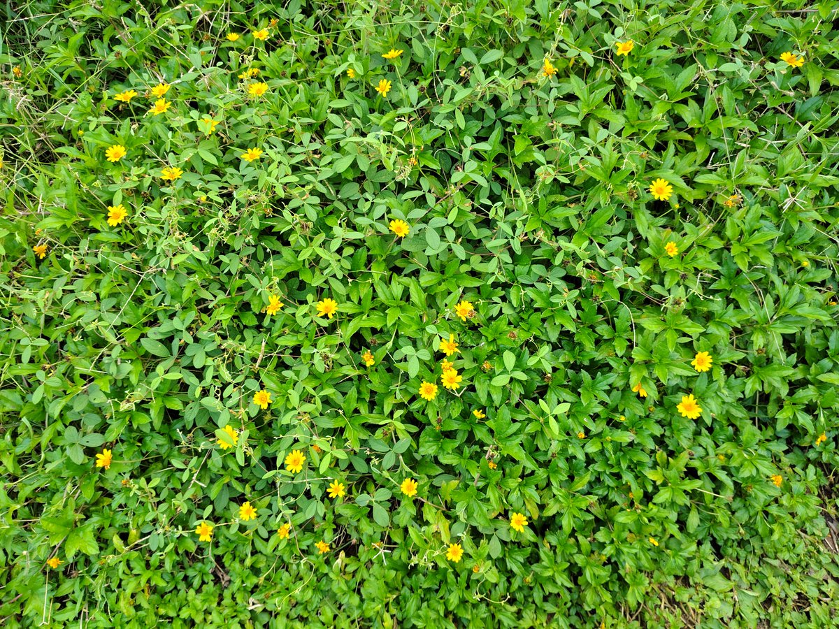 saumritaS1's tweet photo. How many golden yellow color flower emojis can you find in this?"
These are very beautiful flowers.. it feels like they are smiling at me...After how many days have you come for an evening walk...🙃 https://t.co/4Z5s0cozJj