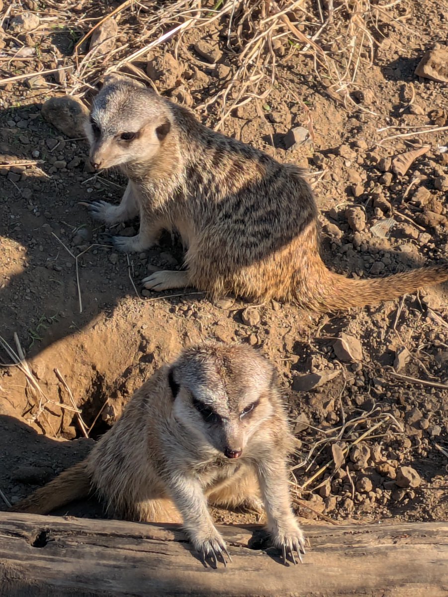 kyo3266's tweet photo. 朝から近所探索して何十年ぶりかに［あらかわ遊園]に行って来ました。
リニューアルしてから初めてだし、仮装してしか行った事がなかったから凄く新鮮でした。
混んでたけど、ハロウィン期間で外装とか夜間イルミネーションとか目でも楽しめたし、ミニ動物園可愛かった。
あと、忍者ショーやってた。 https://t.co/bDith8sph6