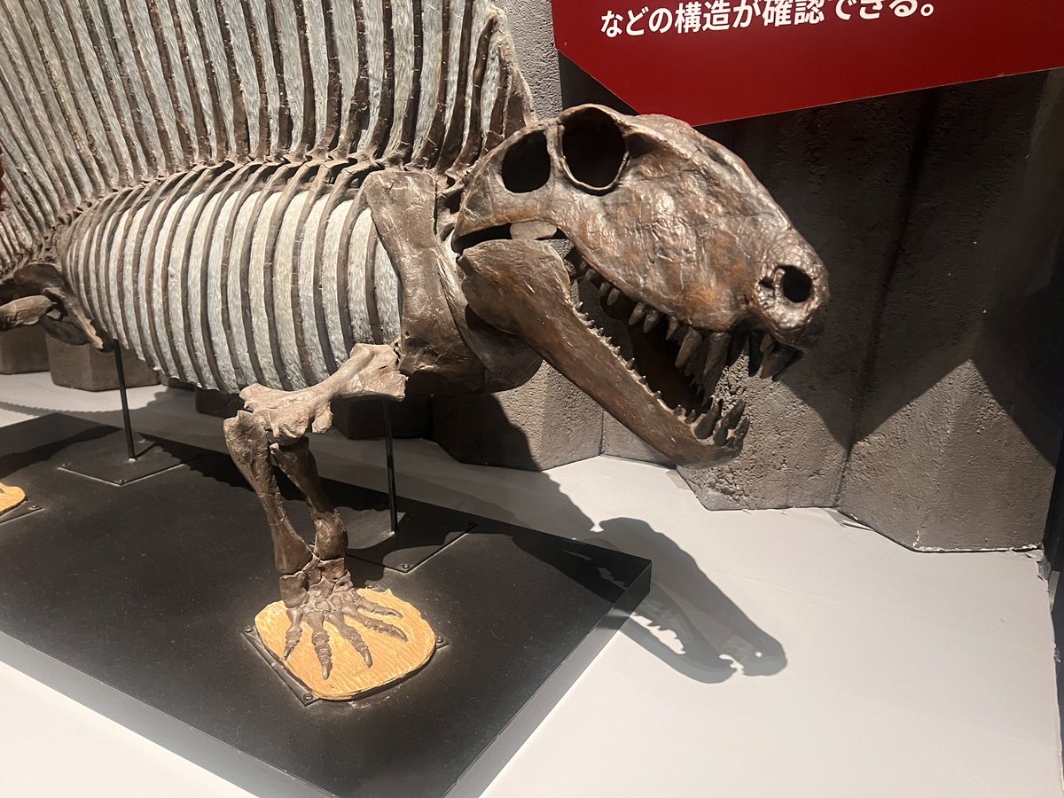 eriri_WJ's tweet photo. 大絶滅展
おおきないきものたち https://t.co/bDt8zqXR8P