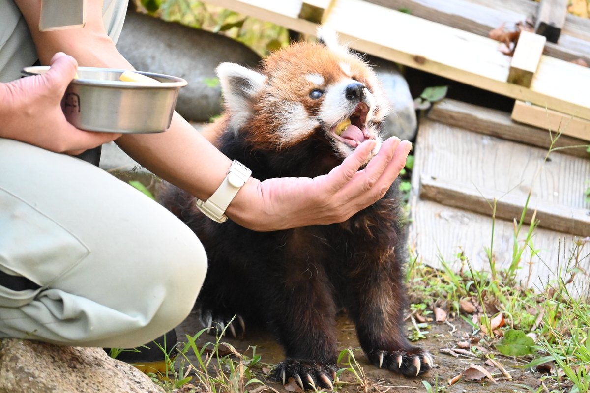 bokukoala72's tweet photo. 「立つレッサーパンダ」で多くの人を笑顔にした風太くん！
現在、飼育登録されている中では世界最高齢の23歳！
右目は白内障、左目もほとんど見えていないそうですが、まだまだ元気😊
大きなおくちでご飯を食べる姿に、こちらまで幸せになりました🍠🍎

2026.10.10

#千葉市動物公園 #レッサーパンダ https://t.co/MsEG0zRIjH