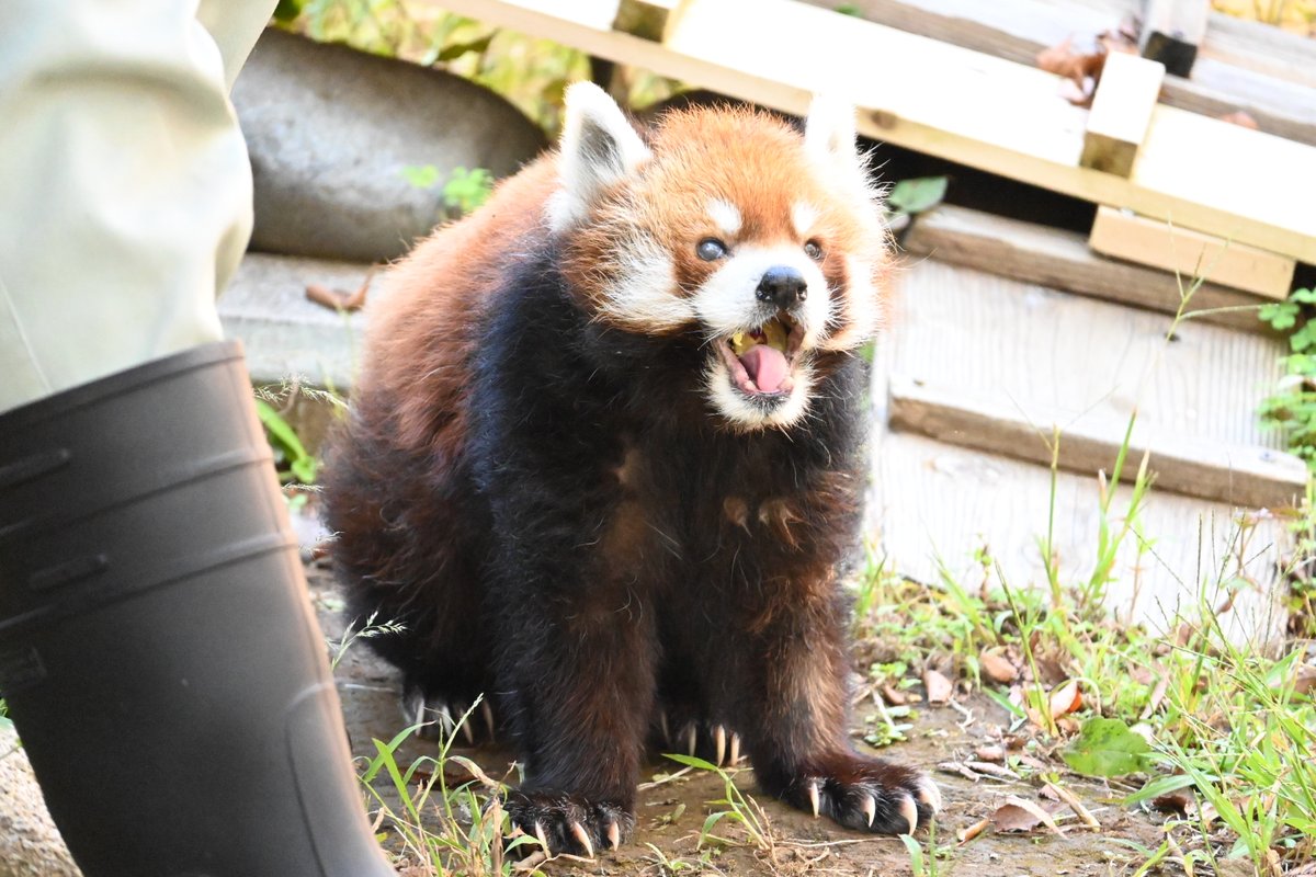 bokukoala72's tweet photo. 「立つレッサーパンダ」で多くの人を笑顔にした風太くん！
現在、飼育登録されている中では世界最高齢の23歳！
右目は白内障、左目もほとんど見えていないそうですが、まだまだ元気😊
大きなおくちでご飯を食べる姿に、こちらまで幸せになりました🍠🍎

2026.10.10

#千葉市動物公園 #レッサーパンダ https://t.co/MsEG0zRIjH