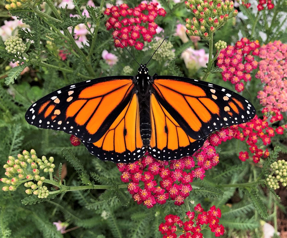 NWF's tweet photo. @WestVirginiaU, with support from a 2026 @NWF &amp; @WildKingdom grant, is creating a new habitat by overhauling an existing green roof; this habitat will support both the monarch butterfly &amp; the rusty-patched bumble bee.
 
2026 Wild Kingdom Grant projects 📲 https://t.co/heiJUTm813 https://t.co/yfZbWbOKwT