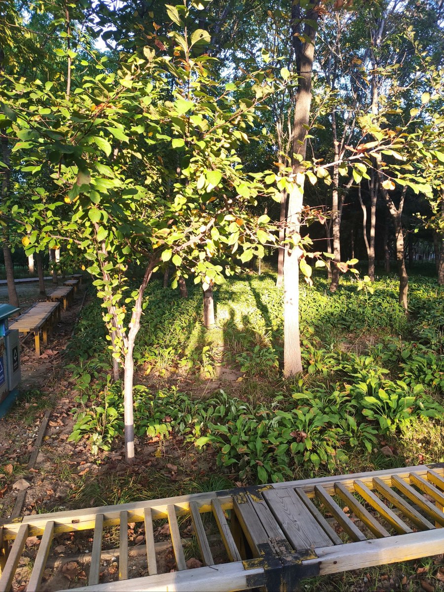 Taynanewalmo's tweet photo. [食堂の脇に植わっていた餐蚁槐、実は珍しい木だったんだ！初めて見たからテンション上がった]， https://t.co/W58Tift0bx