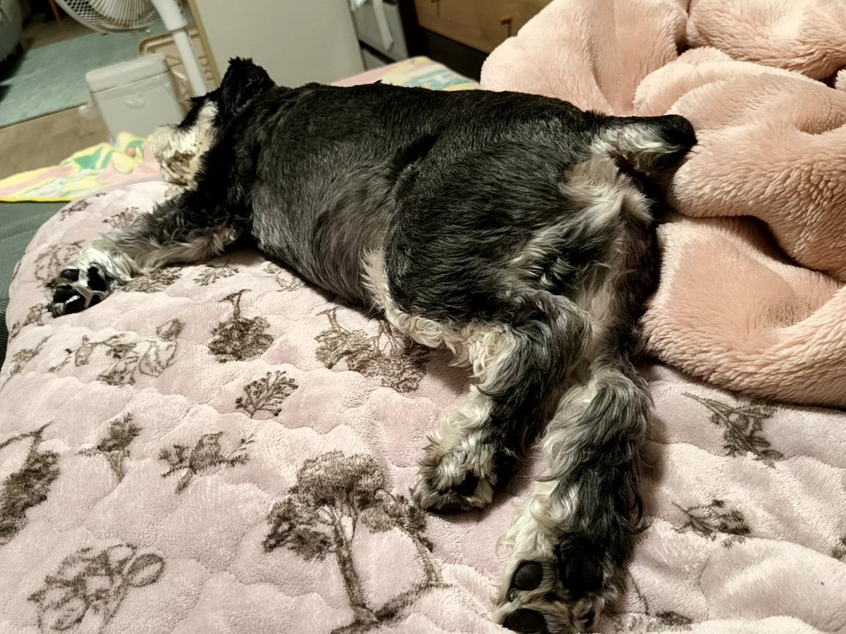 RockGal2022's tweet photo. 油断のかたまり
#Schnauzer
#dog
#犬のいる幸せ
#いぬのいる暮らし
#ミニチュアシュナウザー
#シュナウザー
#YOLOWS
#Rock
#Gal
#슈나우저
#강아지
#개 https://t.co/lV0RfJVSo4