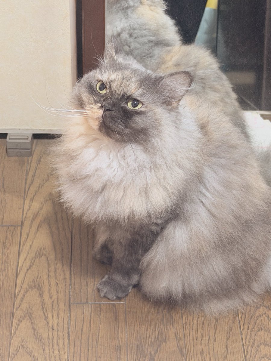 miyumi_shuri's tweet photo. いつもはさ〜部屋の鍵の音が聞こえたら玄関に飛んでくるんだけど、
今日は鍵出すのめんどくさくてインターホン鳴らして開けてもらってエレベーターあがったら玄関でもうスタンばってた…🥹🫶🏻

インターホンがなって少ししたら玄関にひとが来るってわかってるんだね、賢いね

愛いやつよ、、、、 https://t.co/cIDQyUCf8R