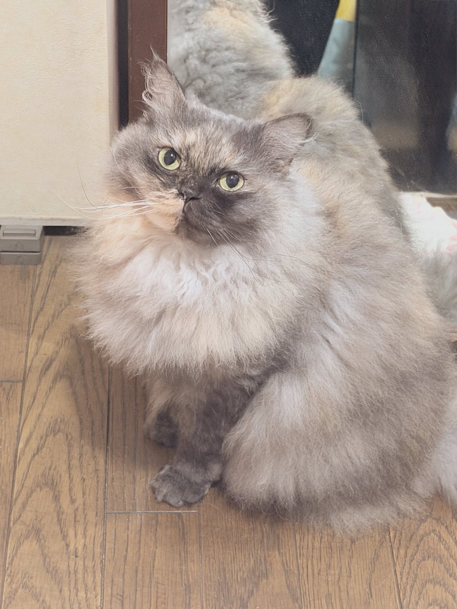 miyumi_shuri's tweet photo. いつもはさ〜部屋の鍵の音が聞こえたら玄関に飛んでくるんだけど、
今日は鍵出すのめんどくさくてインターホン鳴らして開けてもらってエレベーターあがったら玄関でもうスタンばってた…🥹🫶🏻

インターホンがなって少ししたら玄関にひとが来るってわかってるんだね、賢いね

愛いやつよ、、、、 https://t.co/cIDQyUCf8R