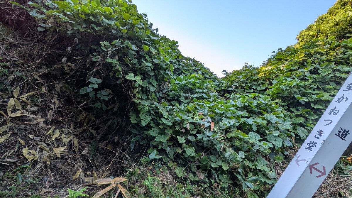 chuangpeyyun's tweet photo. 秋田縣 #脇本城　#続日本100名城
一路撞破無數蜘蛛網才狼狽的到達馬場
經虎口再走山徑下山繞回入口，還驅熊手杖

認著由枝條交織的「絕對不要進入」的記號，穿越濃密森林時邊走邊呼嘯，希望可以代替熊鈴告知山中生物我的到來

開放處，蜻蜓數量超多且不怕人。走在路上要頻頻確認腳下@@ https://t.co/l62YrmT8f0