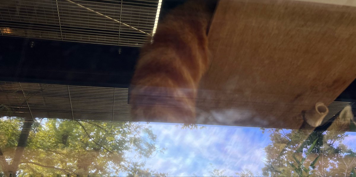 kosodateyameta's tweet photo. 今日は動物園。
朝イチで行ったからか、動物たちも起きてたし朝ごはん中だったところもあって良かった〜。 https://t.co/dGabSc1b1v