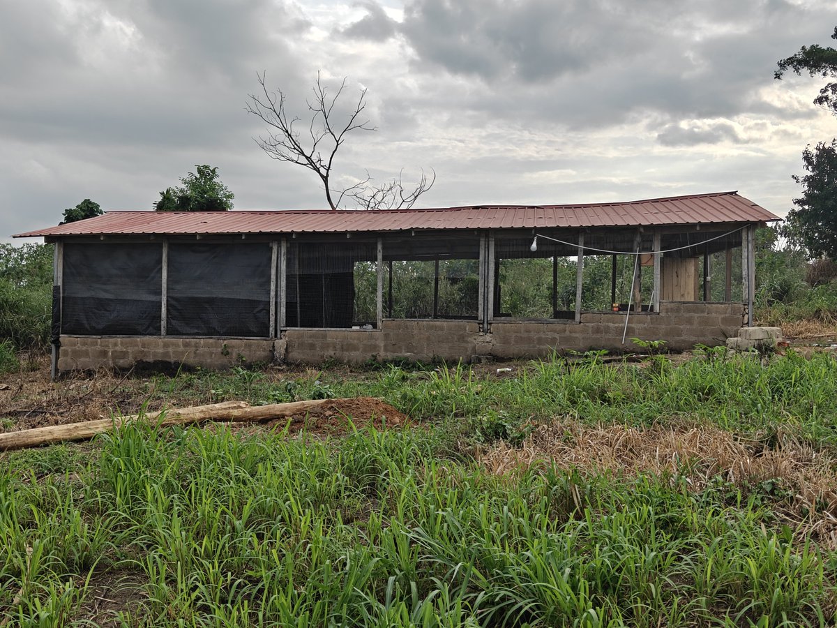 TaharqaFarms's tweet photo. Another milestone for Taharqa Farms.

Our first poultry infrastructure is complete, and we've successfully introduced 1,000 layer chicks for our pilot egg production.
The strategy is simple: establish a productive asset capable of generating consistent cash flow to support our wider agricultural operations.

"We look forward to supplying your fresh eggs from February 2027!" 😀

#SystemFarming #FarmingInAfrica #Agribusiness #YouthInAgriculture #BuildingWealthThroughAgriculture #Greengold