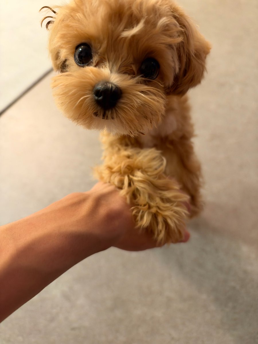 NYUR7C's tweet photo. 261012 | 📧 eric on frmm 

poor eric… or poor toffee?

🦄 today is toffee’s shower day ….
🦄 i’m scared
🦄 cheer me on 
[48 minutes later]
🦄 it was hard
🦄 i almost had a little fight with toffee
🦄 *sends image*
🦄 reconciliation complete 
🦄 he came over first and apologized just now
🦄 this is real-time
🦄 but it hurts so much
🦄 like, with his claws at me 
🦄 scratching
🦄 scratching